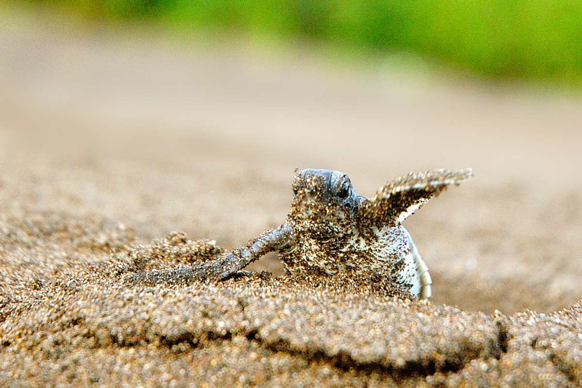 How We Travel 10 hatching baby turtle on beach