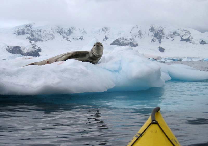 Incredible Antarctica Tour with Gondwana Ecotours: Adventure and Exploration 3 Kayaking past resting seals offers a rare low impact way to experience Antarcticas wildlife