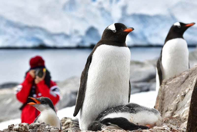 Incredible Antarctica Tour with Gondwana Ecotours: Adventure and Exploration 1 Step onto Antarctic beaches with expert guides where penguins may appear for perfect photo opportunities and once in a lifetime encounters