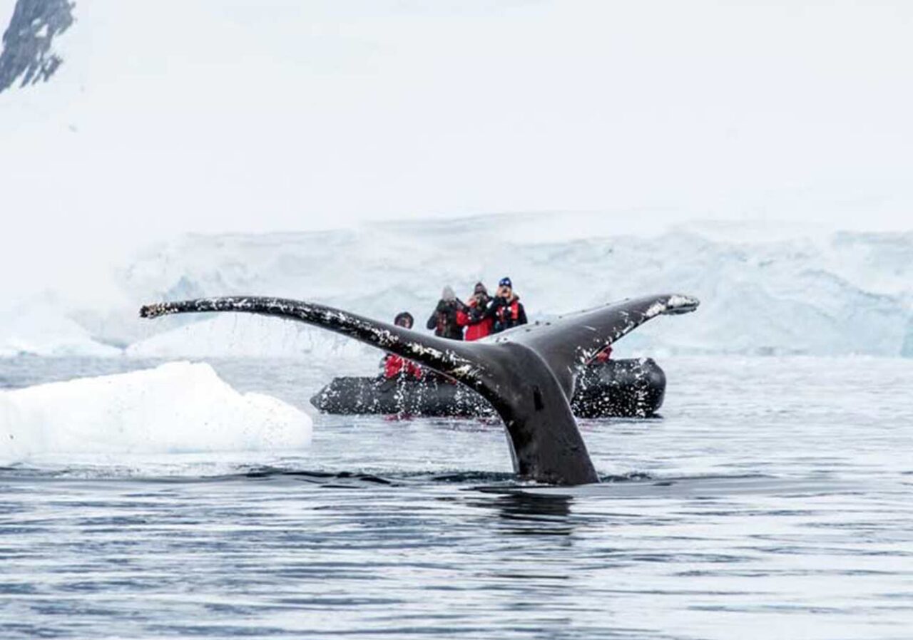 Incredible Antarctica Tour with Gondwana Ecotours: Adventure and Exploration 2 Antarctica Whale Watching Adventure Tour